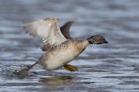 Hoary-headed Grebe - Poliocephalus poliocephalus 4094