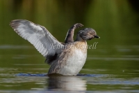 Hoary-headed Grebe - Poliocephalus poliocephalus 4236
