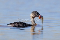 Hoary-headed Grebe - Poliocephalus poliocephalus 7481