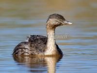 Hoary-headed Grebe - Poliocephalus poliocephalus 7584