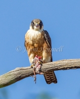 Australian Hobby - Falco longipennis 7675