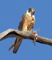 Australian Hobby - Falco longipennis 7899
