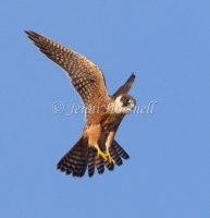 Australian Hobby - Falco longipennis 4421