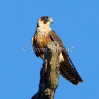 Australian Hobby - Falco longipennis 4457