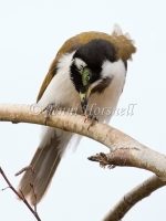 Blue-faced-Honeyeater - Entomyzon cyanotis 0583-_2