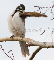 Blue-faced-Honeyeater - Entomyzon cyanotis 0639