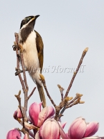 Blue-faced-Honeyeater - Entomyzon cyanotis 0983
