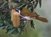 Blue-faced-Honeyeater - Entomyzon cyanotis 1487