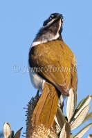 Blue-faced-Honeyeater - Entomyzon cyanotis 1955