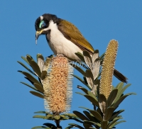 Blue-faced-Honeyeater - Entomyzon cyanotis 2002