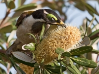 Blue-faced-Honeyeater - Entomyzon cyanotis 2087