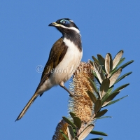 Blue-faced-Honeyeater