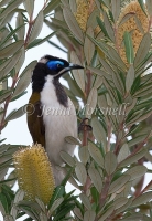 Blue-faced-Honeyeater - Entomyzon cyanotis 1478