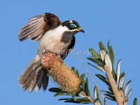 Blue-faced-Honeyeater - Entomyzon cyanotis1973_2