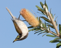 Blue-faced-Honeyeater - Entomyzon cyanotis 2123