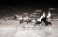 Cart-Dreams