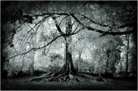 Ficus-Glow