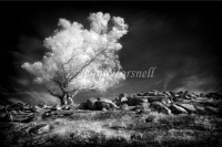 Lone-tree