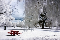 The-Red-Table