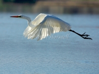 Intermediate Egret - Ardea intermedia
