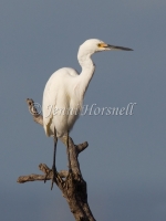 Intermediate Egret - Ardea intermedia 3016