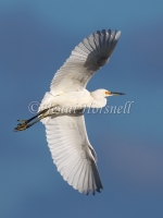 Intermediate Egret - Ardea intermedia 3044