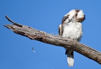 Laughing Kookaburra - Dacelo novarguineae 0277