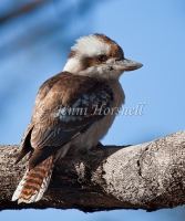 Laughing Kookaburra - Dacelo novarguineae 0356