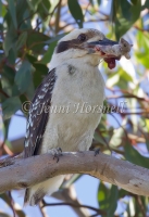 Laughing Kookaburra - Dacelo novarguineae 3282