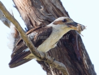 Laughing Kookaburra - Dacelo novarguineae 3285