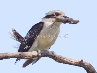 Laughing Kookaburra - Dacelo novarguineae 4478