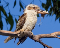 Laughing Kookaburra - Dacelo novarguineae 4945