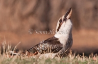 Laughing Kookaburra - Dacelo novarguineae 7748