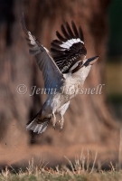 Laughing Kookaburra - Dacelo novarguineae 7753