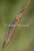 Common Brown Antlion 2522