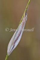 Antlion 6150
