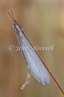 Antlion 6338