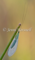 Golden-Eyed Lacewing 5225