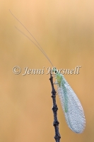Golden-Eyed Lacewing 6168