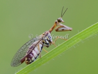 Mantid Lacewing 2503