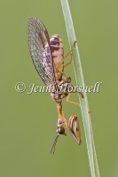 Mantid Lacewing 3 5007