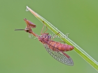 Mantid Lacewing 5369