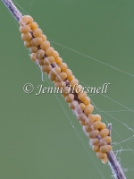 Owlfly Eggs 3199