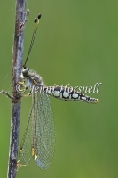 Yellow Owlfly - Suhpalacsa flavipes 2271