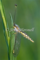 Yellow Owlfly - Suhpalacsa flavipes 2680