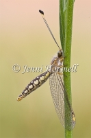 Yellow Owlfly - Suhpalacsa flavipes 3051