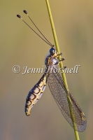Yellow Owlfly - Suhpalacsa flavipes 3082