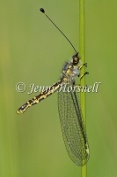 Yellow Owlfly - Suhpalacsa flavipes 2004