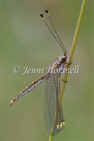 Yellow Owlfly - Suhpalacsa flavipes 2321