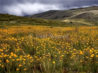 Alpine Billy Buttons